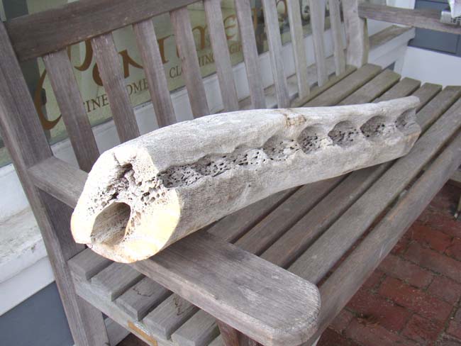 A 19th century 3' section from a sperm whale's jaw bone — image 3